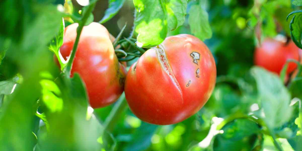 Local Expert Gardening Tip How To Stop Tomatoes Splitting   2 1 