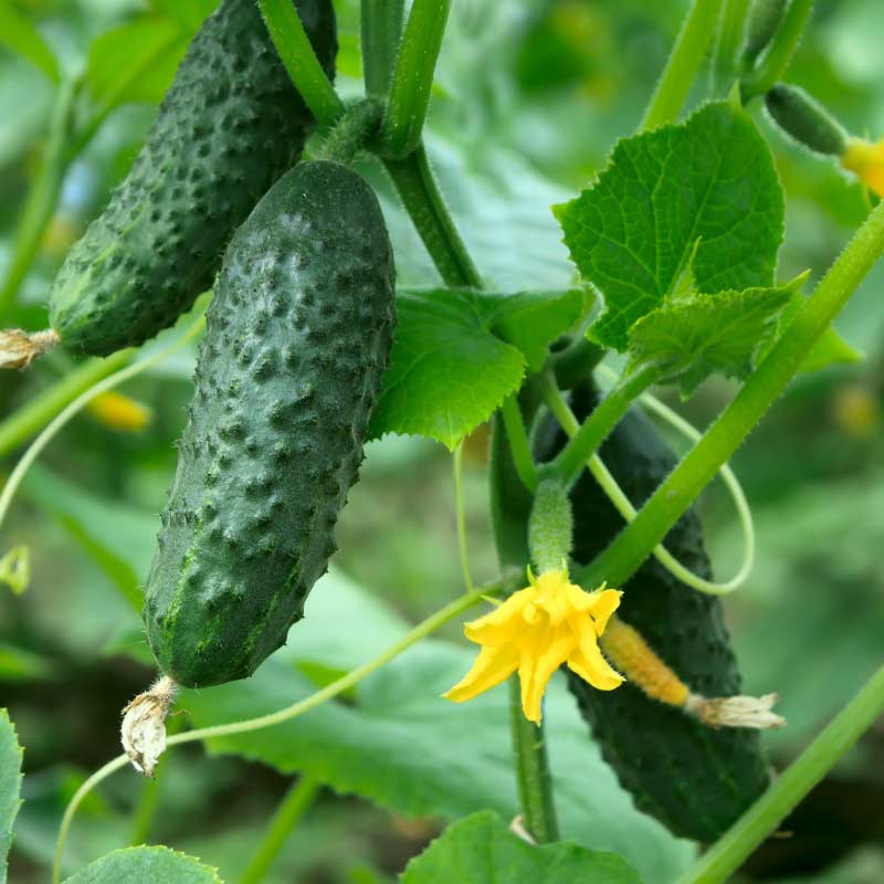 Local Expert How to Hand Pollinate Cucumber Plants