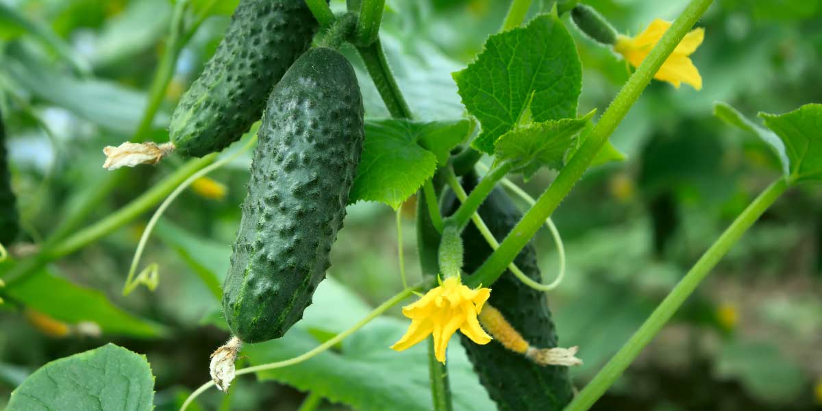 cucumber plants