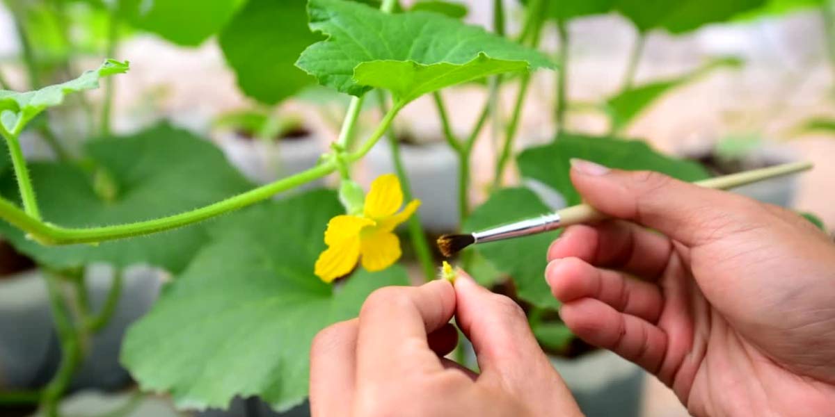 How To Hand Pollinate 