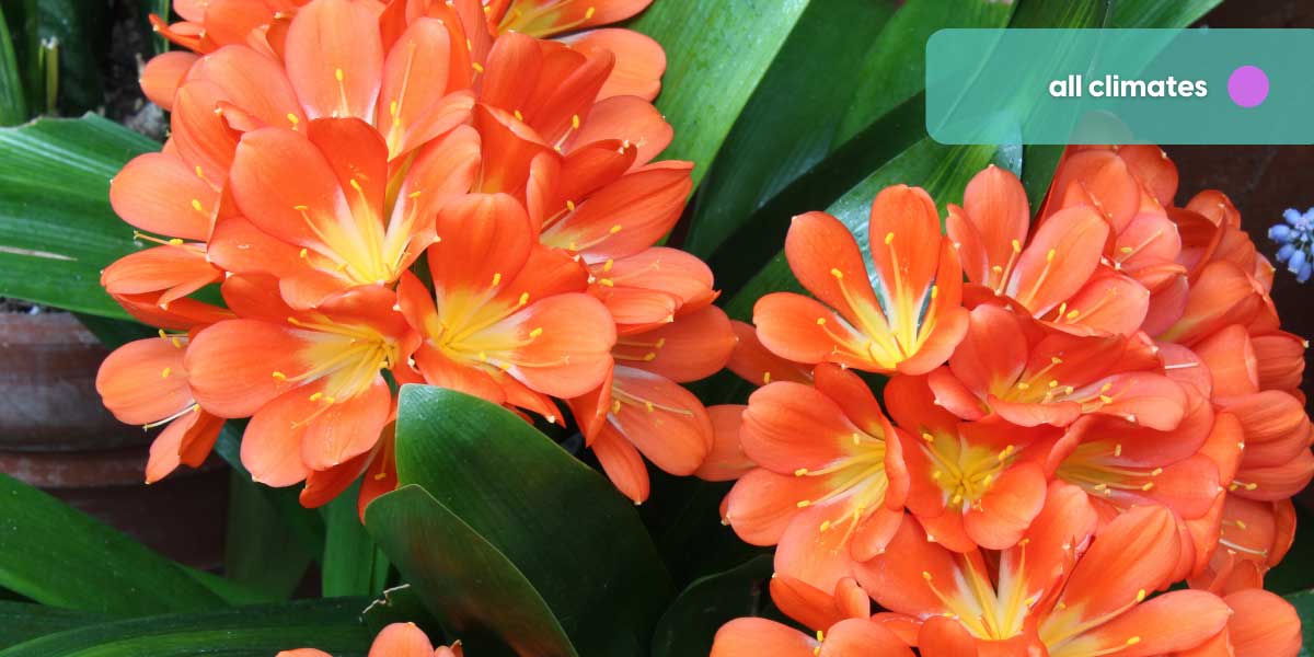 WinterFriendly Flowers for the Australian Climate Local expert