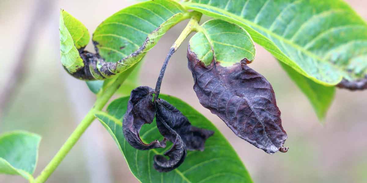 How to Protect Your Plants from Frost Damage Local expert