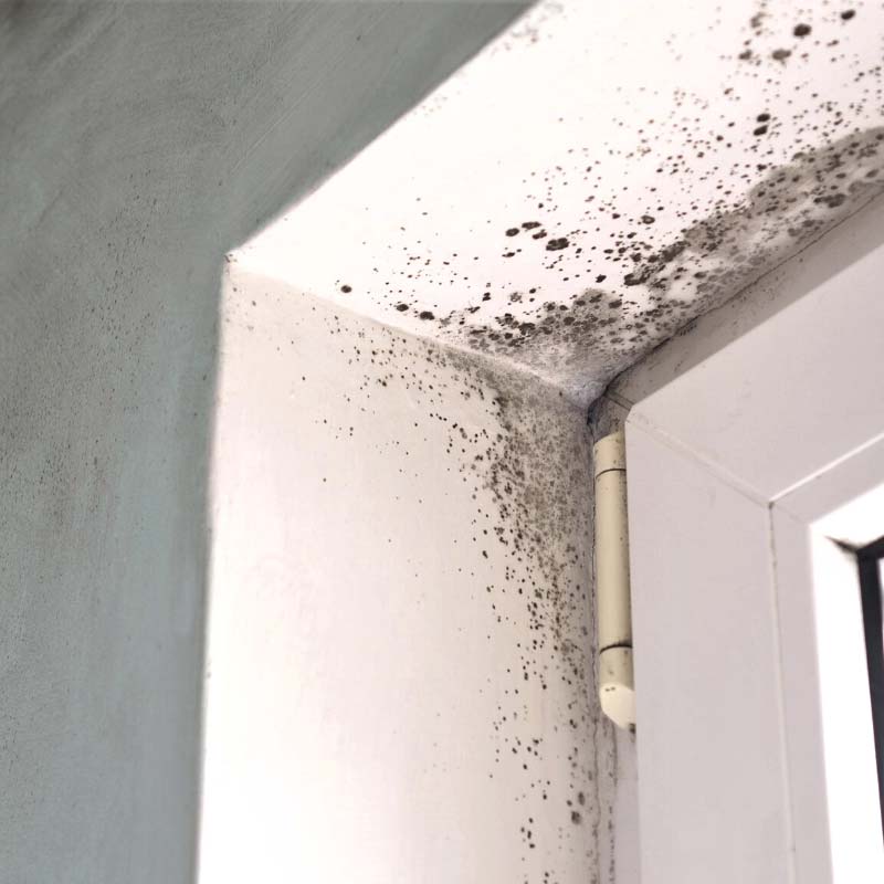 How To Get Rid Of Mould In Your Home