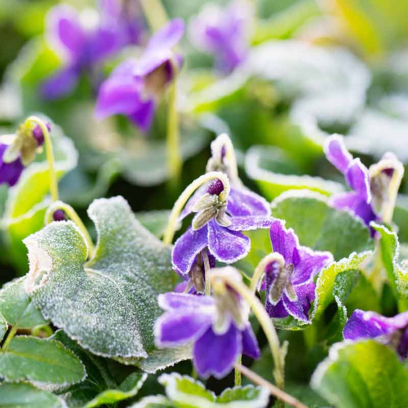 local-expert-how-to-protect-your-plants-from-frost-damage