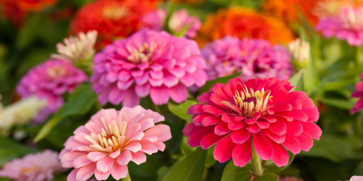 Winter Friendly Flowers For The Australian Climate Local Expert