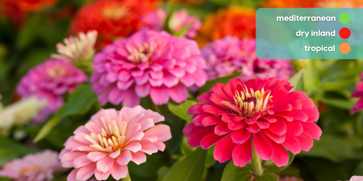 WinterFriendly Flowers for the Australian Climate Local expert