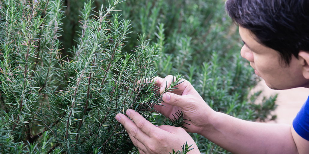 The many uses of the ANZAC Day Rosemary Local Expert